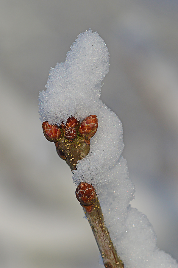 Winterknospen