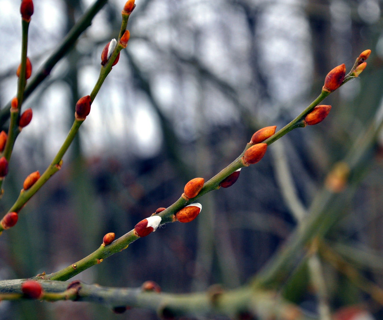 .Winterknospen.