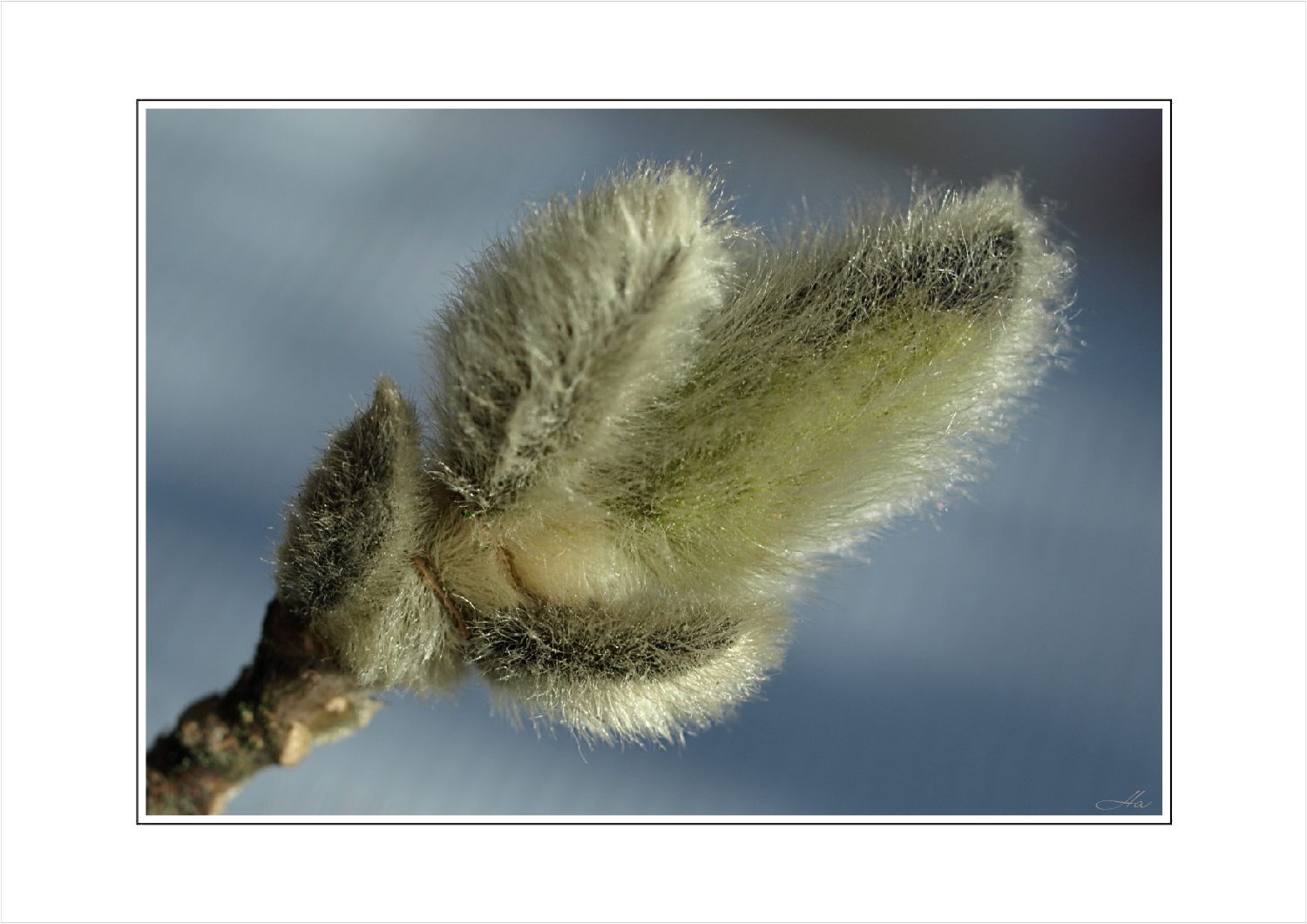 Winterknospen der Sternmagnolie