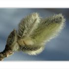 Winterknospen der Sternmagnolie