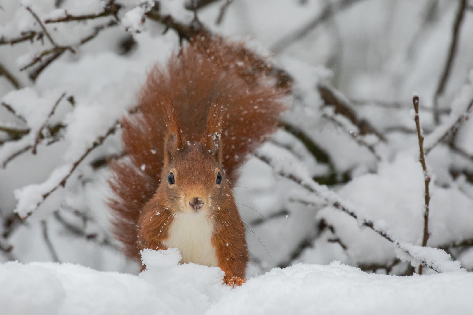 Winterkobold