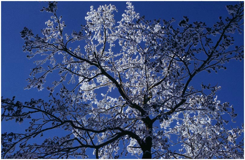 Winterkomposition aus Licht, Schnee und Ästen