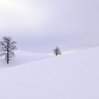 Winterkomposition oberhalb Wädenswil