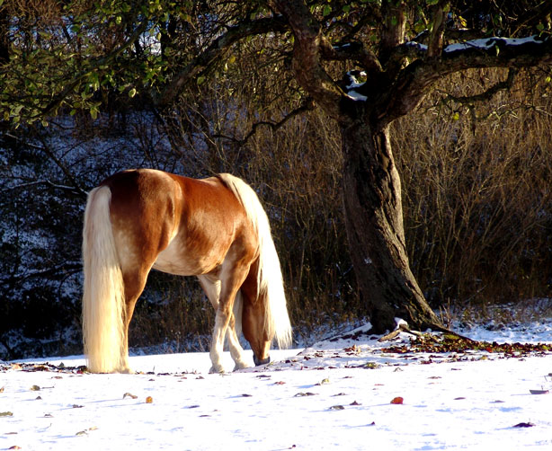 Winterkoppel