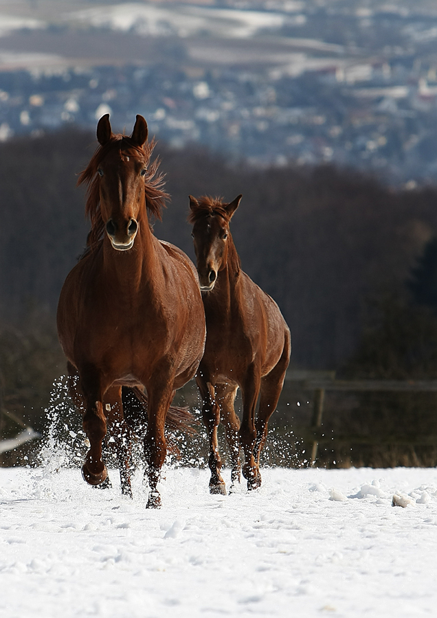 ~~Winterkoppel~~