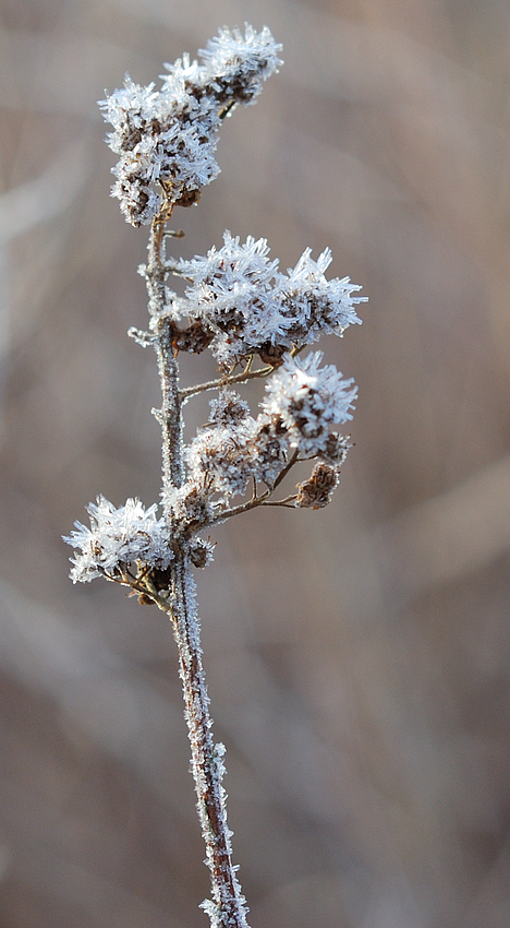 Winterkristalle