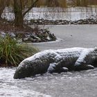 Winterkrokodil, das auf den Frühling lauert