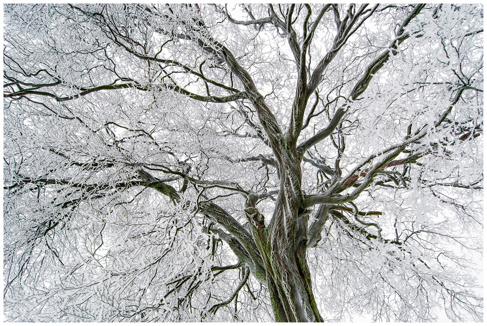 Winterkrone von alten Baum