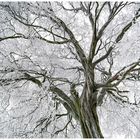 Winterkrone von alten Baum