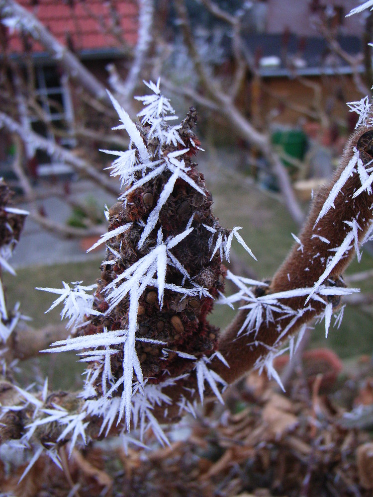 Winterkunst am Essigbaum