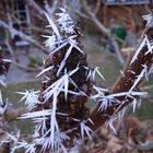 Winterkunst am Essigbaum