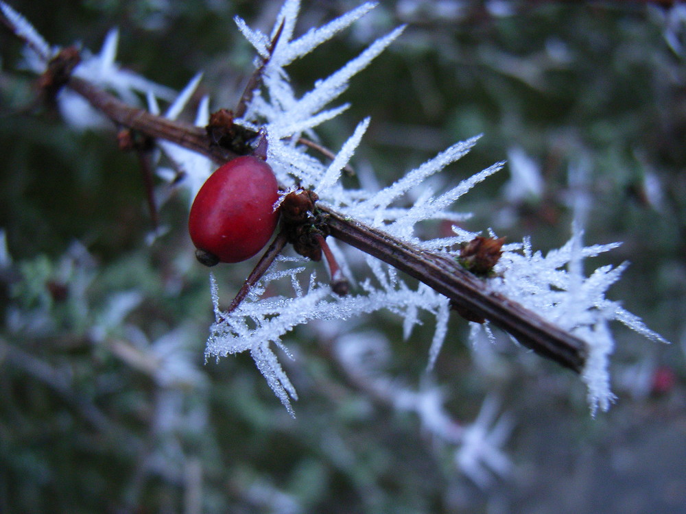 Winterkunst mit Hagebutte