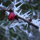 Winterkunst mit Hagebutte