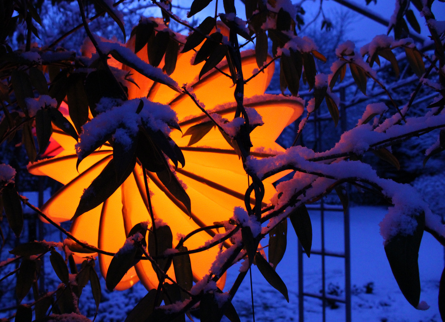 Winterlampion bei Schnee