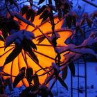 Winterlampion bei Schnee