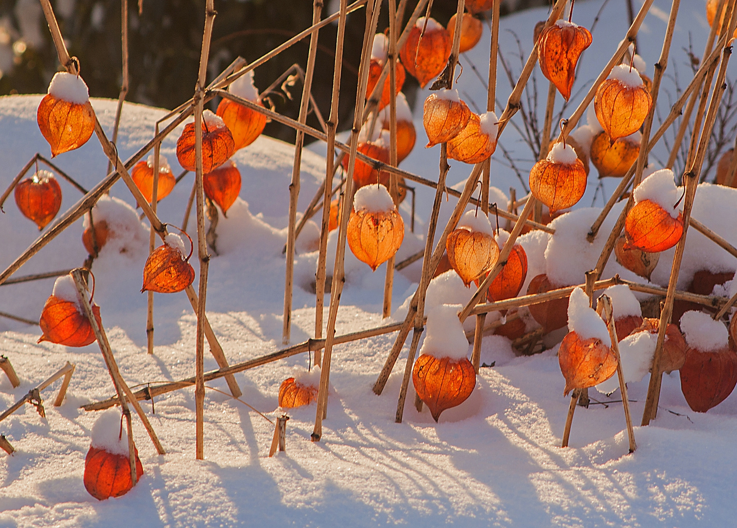 Winterlampions