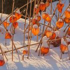 Winterlampions