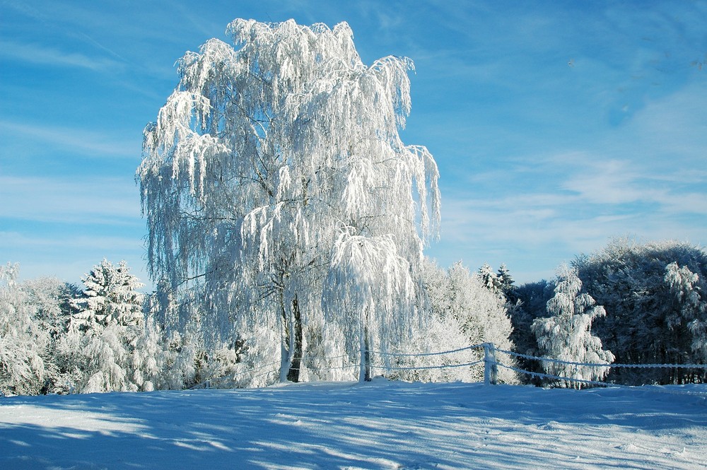 Winterland