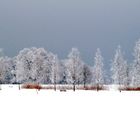 Winterland