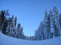 Winterland von Madonnen-Lilie 