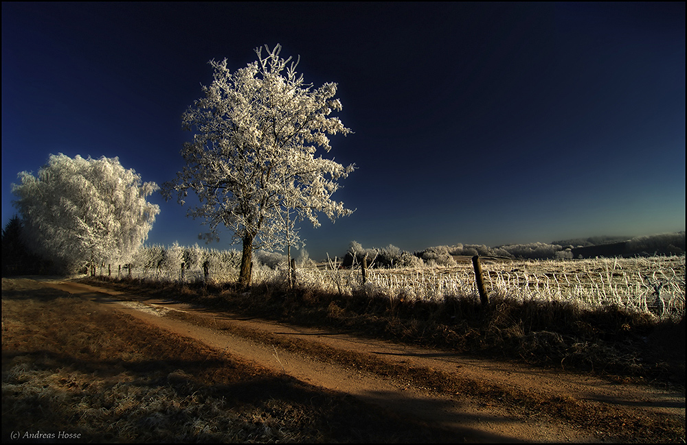 " Winterland "