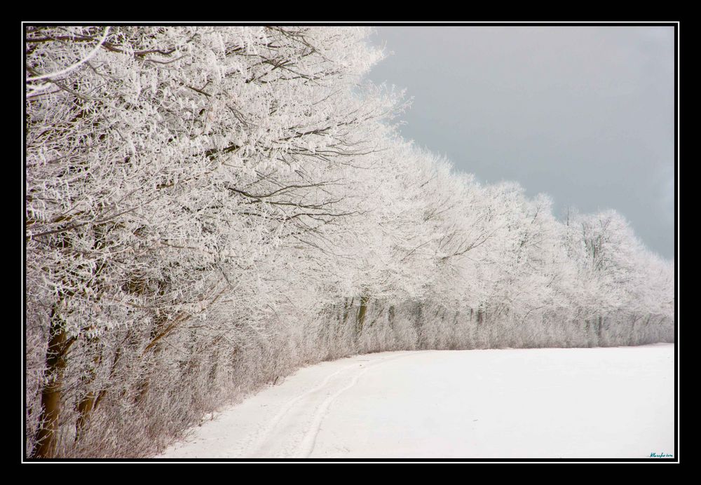 Winterland#1