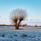 Winterlandlandschaft mit fliegenden Gänsen