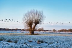 Winterlandlandschaft mit fliegenden Gänsen