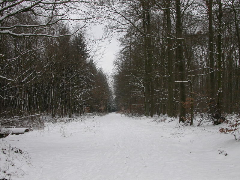 Winterlandschaf im Taunus