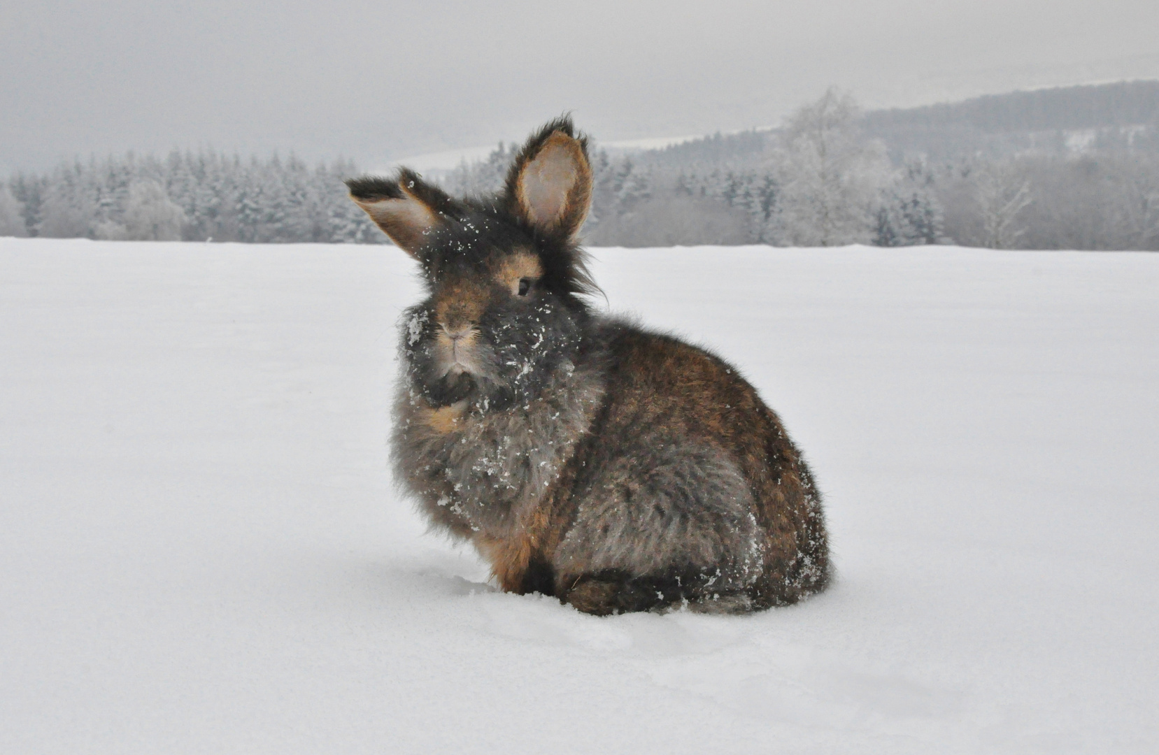 Winterbilder Tiere Als Hintergrundbild - Bilder Natur im Winter und