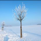 Winterlandschaft 2012 Belgershain i. Sachsen