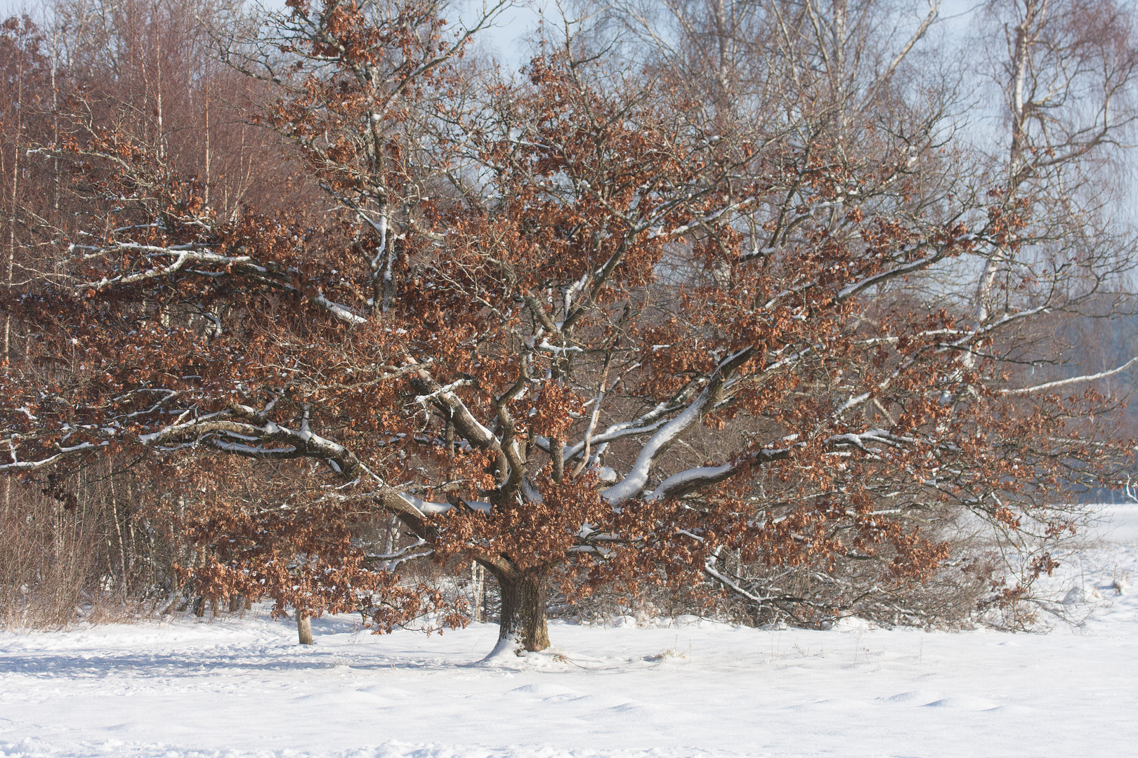 Winterlandschaft 3, Bäume