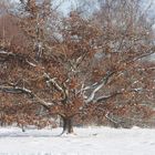 Winterlandschaft 3, Bäume