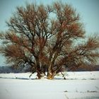 Winterlandschaft