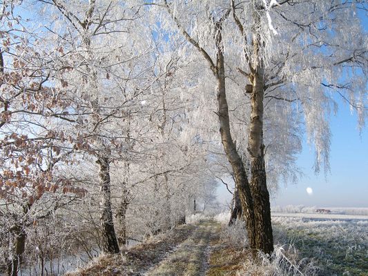 "Winterlandschaft"