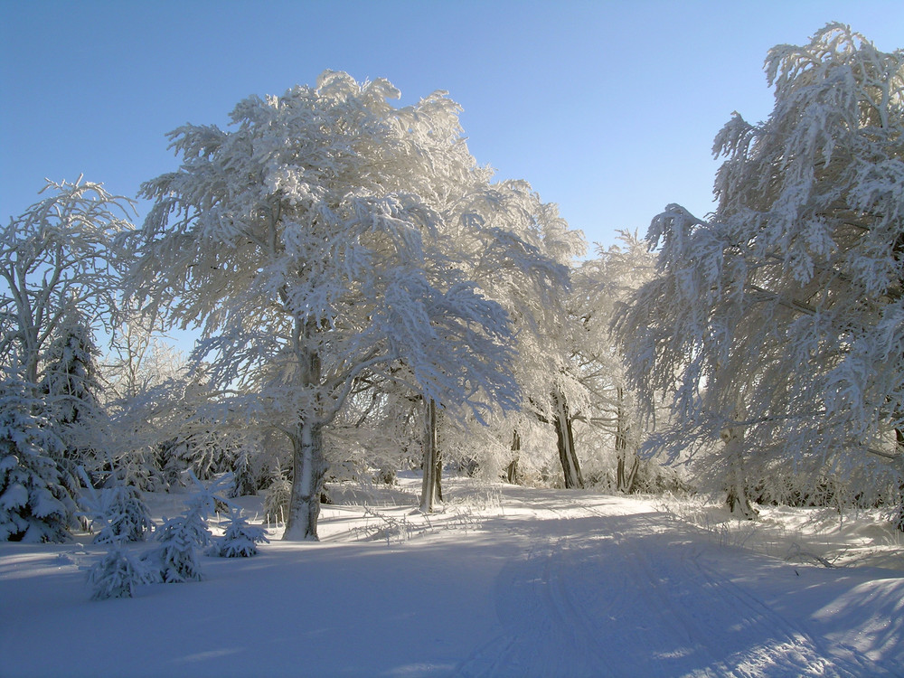 Winterlandschaft