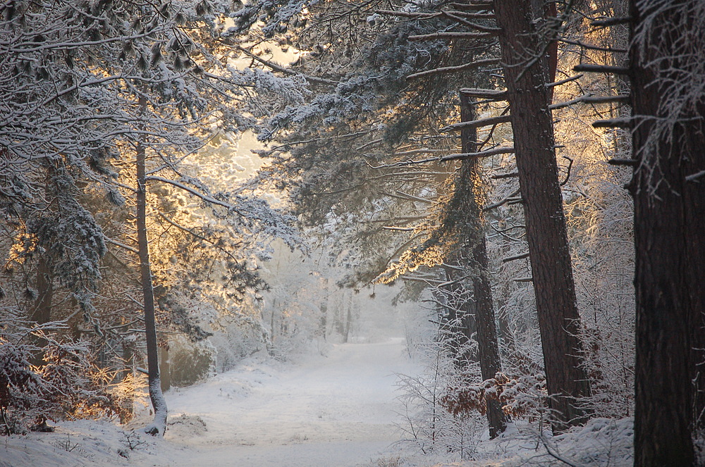 Winterlandschaft