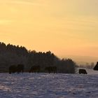 Winterlandschaft