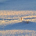 Winterlandschaft .