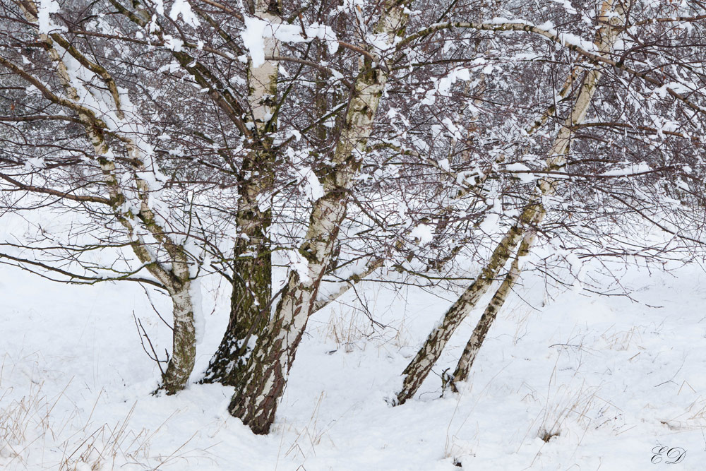 Winterlandschaft 8