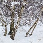 Winterlandschaft 8