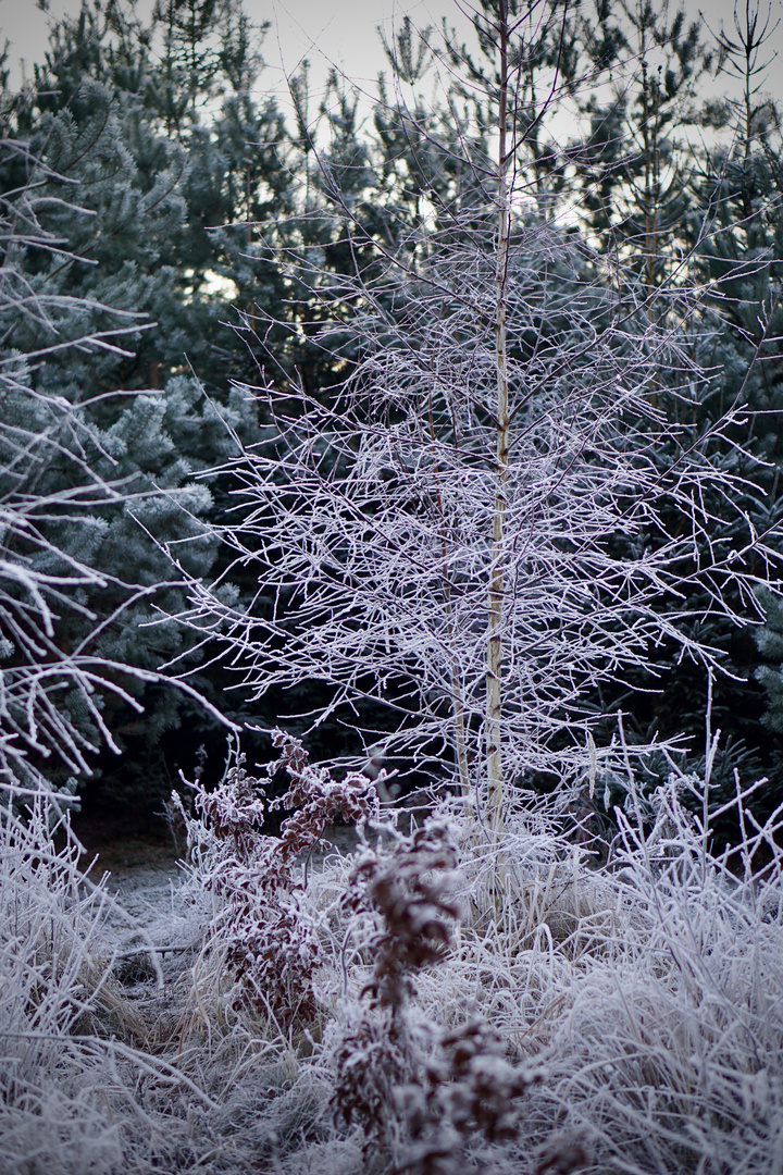 Winterlandschaft