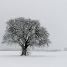 Winterlandschaft