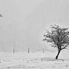 WINTERLANDSCHAFT