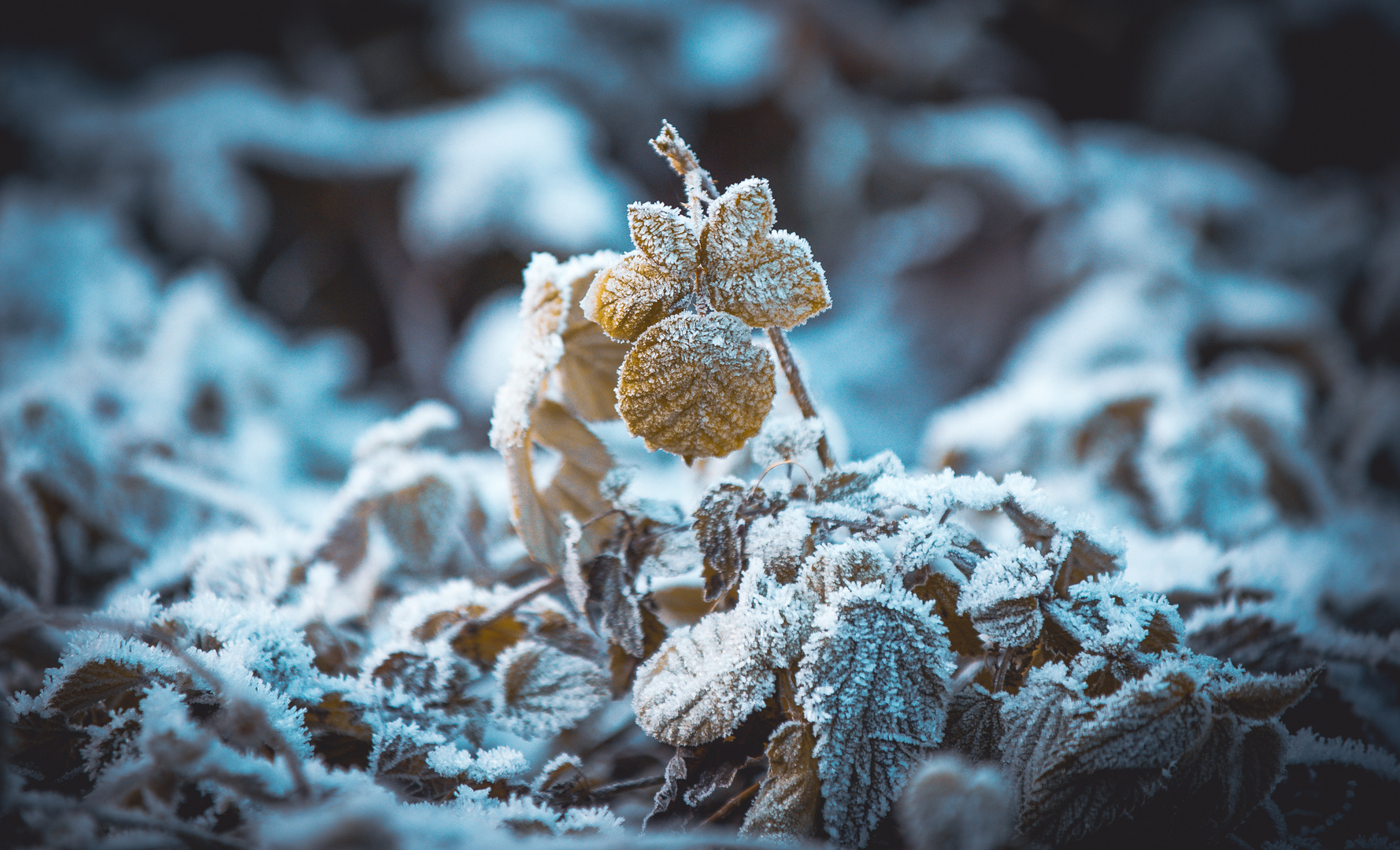 Winterlandschaft