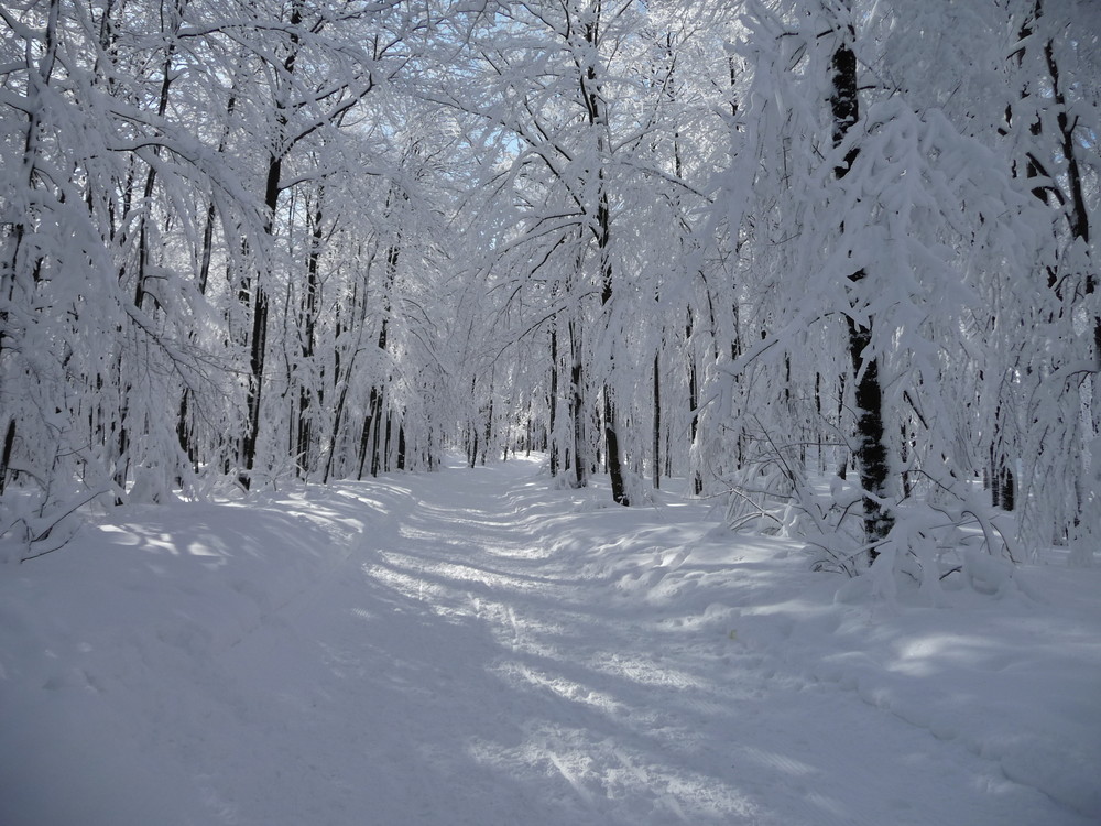 Winterlandschaft am Hoherodskopf