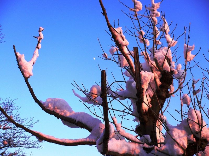 Winterlandschaft am Leopoldsberg