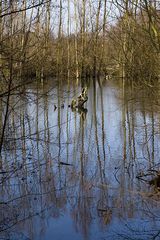 Winterlandschaft am Niederrhein - 1