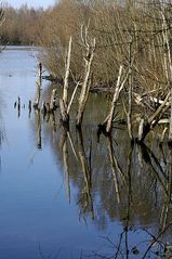 Winterlandschaft am Niederrhein - 2