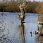 Winterlandschaft am Niederrhein - 3